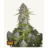 Orange Sherbet Auto  · FastBuds Seeds · graines de cannabis · AutoFem