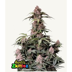 Amnesia Zkittlez Auto · FastBuds Seeds · cannabis seeds · AutoFem