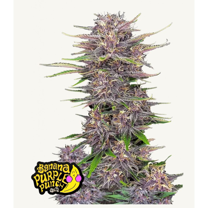 Banana Purple Punch Auto · FastBuds Seeds ·graines de cannabis · AutoFem