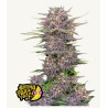 Banana Purple Punch Auto · FastBuds Seeds · FastBuds Seeds · sementes de maconha · AutoFem