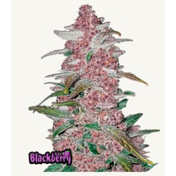 Blackberry Auto – Fastbuds Autoflowering Samen