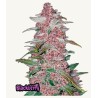 Original Auto Amnesia Haze – Sementes Autoflorescentes Fastbuds