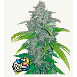Blue Dream Matic · FastBuds Seeds · kenevir tohum · Disi · AutoFem