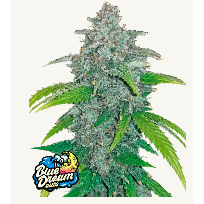 Blue Dream Matic · FastBuds Seeds · cannabis seeds · AutoFem