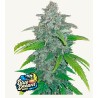 Blue Dream Matic · FastBuds Seeds · kenevir tohum · Disi · AutoFem