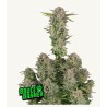 Bruce Banner Auto · FastBuds Seeds · kenevir tohum · Disi · AutoFem