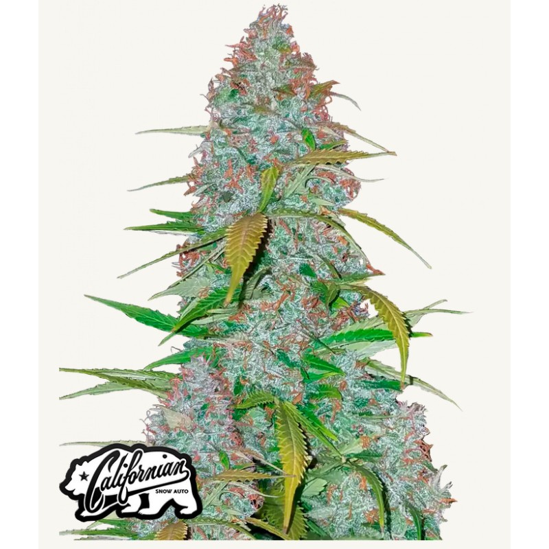 Californian Snow Auto · FastBuds Seeds · graines de cannabis · AutoFem