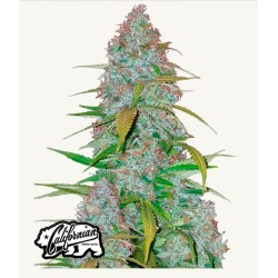 Cherry Cola Auto · FastBuds Seeds ·kenevir tohum · Disi · AutoFem