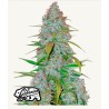 Cherry Cola Auto · FastBuds Seeds ·kaufen cannabis samen · AutoFem