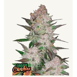 Cream Cookies Auto Samen | FastBuds | Cremiger Keks-Geschmack