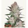 Graines Cream Cookies Auto | FastBuds | Goût Biscuit Crémeux