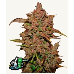Crystal Meth Auto · FastBuds Seeds · cannabis seeds · AutoFem