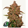 Crystal Meth Auto · FastBuds Seeds · cannabis seeds · AutoFem