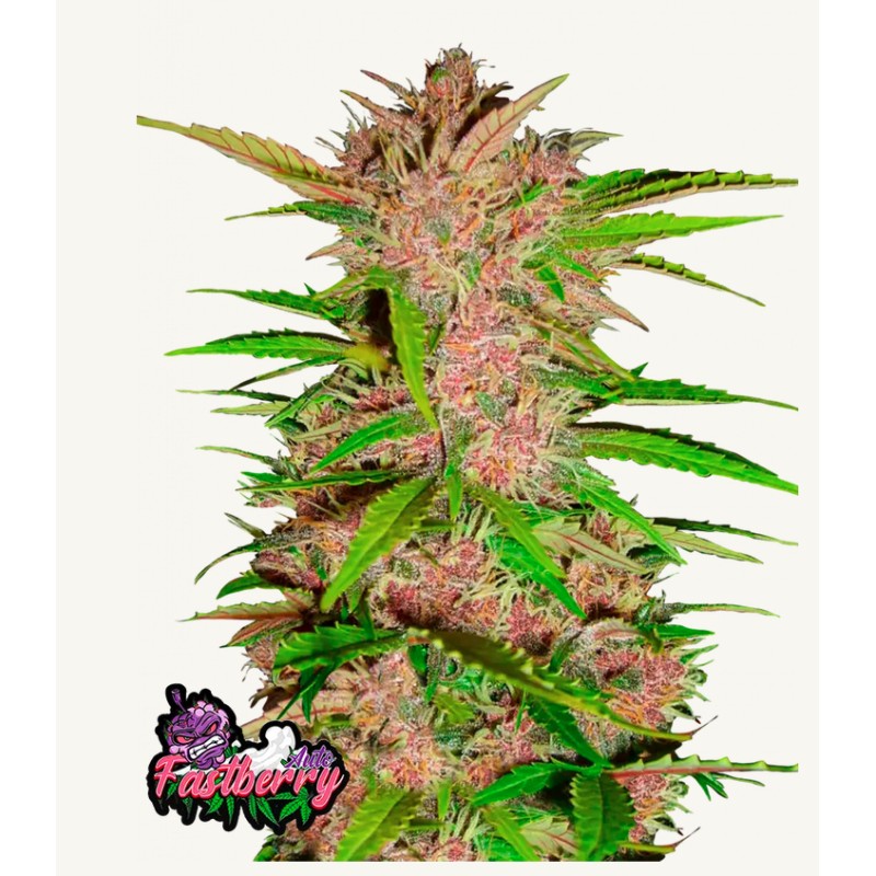 Fastberry Auto · FastBuds Seeds · graines de cannabis · AutoFem