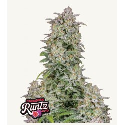 Forbidden Runtz Auto · FastBuds Seeds · graines de cannabis · AutoFem