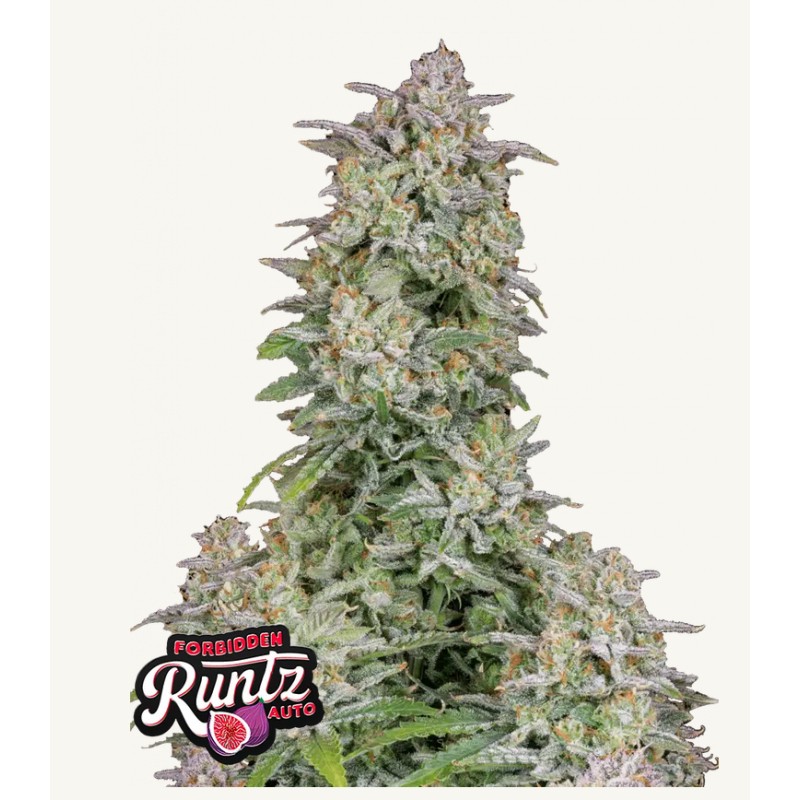 Forbidden Runtz Auto · FastBuds Seeds · kenevir tohum · Disi · AutoFem
