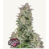Forbidden Runtz Auto · FastBuds Seeds · kaufen cannabis samen · AutoFem