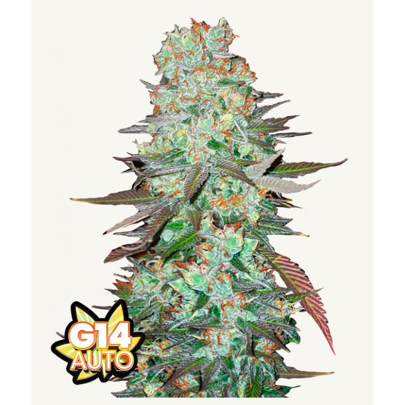 G14 Auto · FastBuds Seeds · graines de cannabis · AutoFem