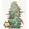 G14 Auto · FastBuds Seeds · graines de cannabis · AutoFem