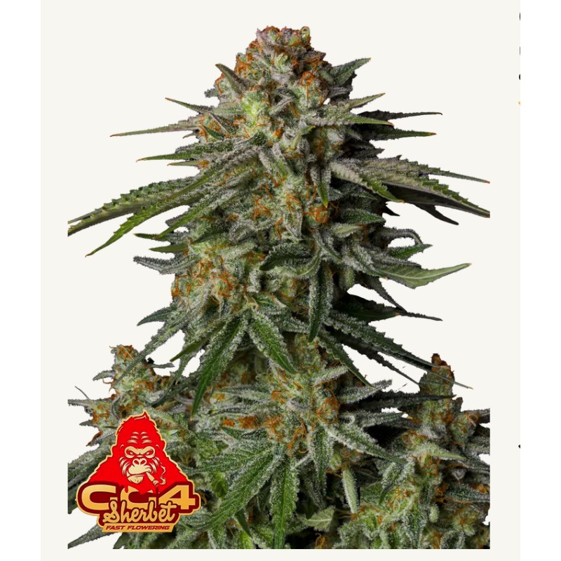 GG4 Sherbet FF · FastBuds Seeds · sementes de maconha · Fem