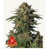 GG4 Sherbet FF · FastBuds Seeds · sementes de maconha · Fem