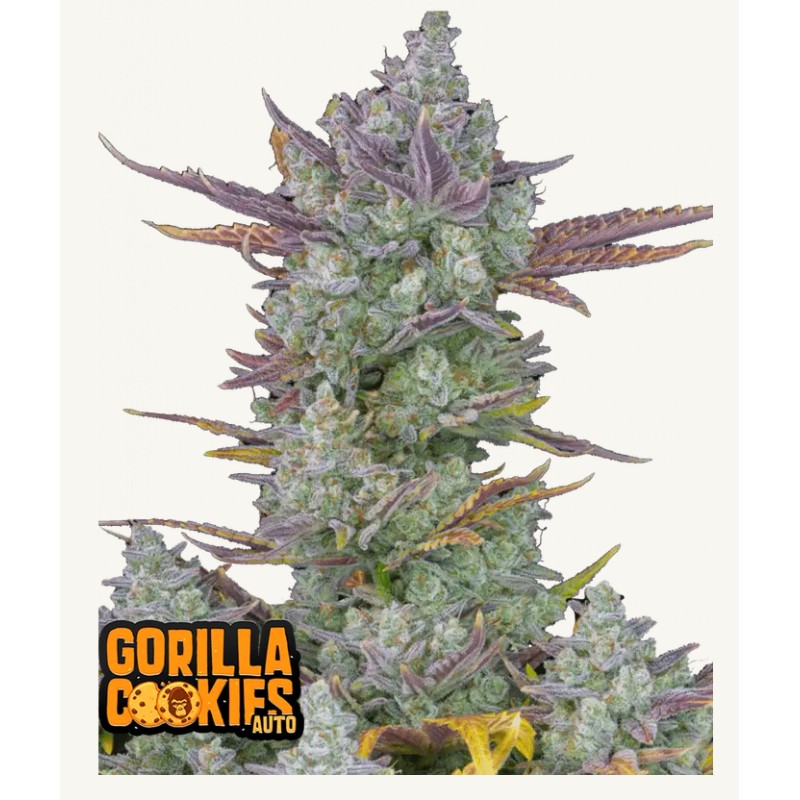 Gorilla Cookies Auto · FastBuds Seeds · cannabis seeds · AutoFem