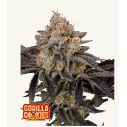 Gorilla Cookies FF · FastBuds Seeds · cannabis seeds · Fem