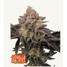 Gorilla Cookies FF · FastBuds Seeds · graines de cannabis · Fem