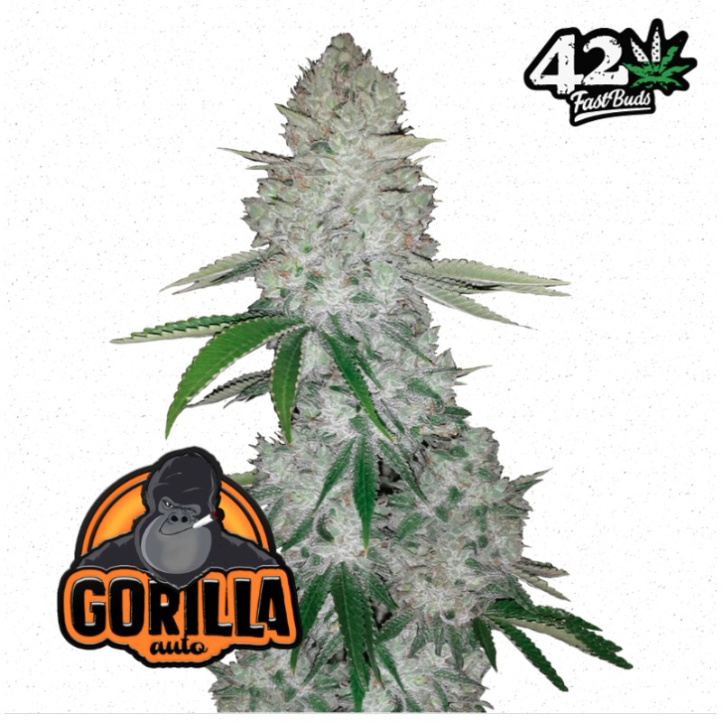 Gorilla Glue Auto – Graines Autofloraison FastBuds Seeds
