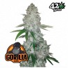 Gorilla Glue Auto – Graines Autofloraison FastBuds Seeds