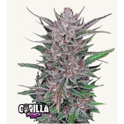 Gorilla Punch Auto · FastBuds Seeds · kaufen cannabis samen · AutoFem