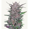 Gorilla Punch Auto · FastBuds Seeds · kaufen cannabis samen · AutoFem