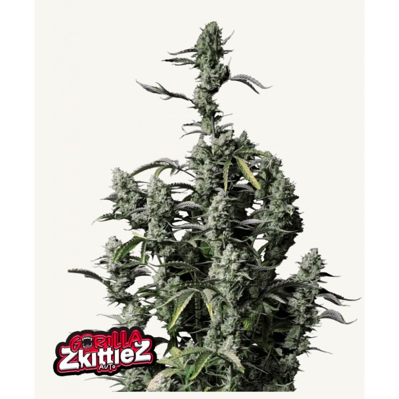Gorilla Zkittlez Auto · FastBuds Seeds ·kenevir tohum · Disi · AutoFem