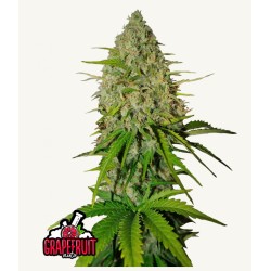 Grapefruit Auto · FastBuds Seeds · graines de cannabis · AutoFem