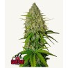 Grapefruit Auto · FastBuds Seeds · kaufen cannabis samen · AutoFem