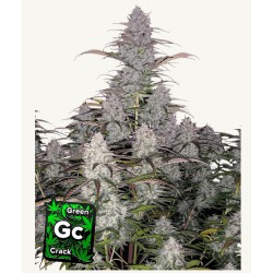 Green Crack Auto: Energia Pura em Automática | Fast Buds
