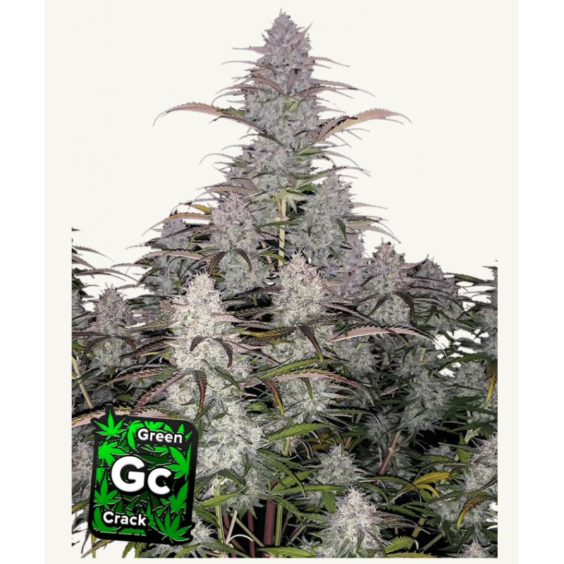 Green Crack Auto: Reine Energie in Automatic | Fast Buds