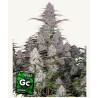 Green Crack Auto: Reine Energie in Automatic | Fast Buds