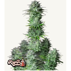 Kosher Cake Auto · FastBuds Seeds · cannabis seeds · AutoFem