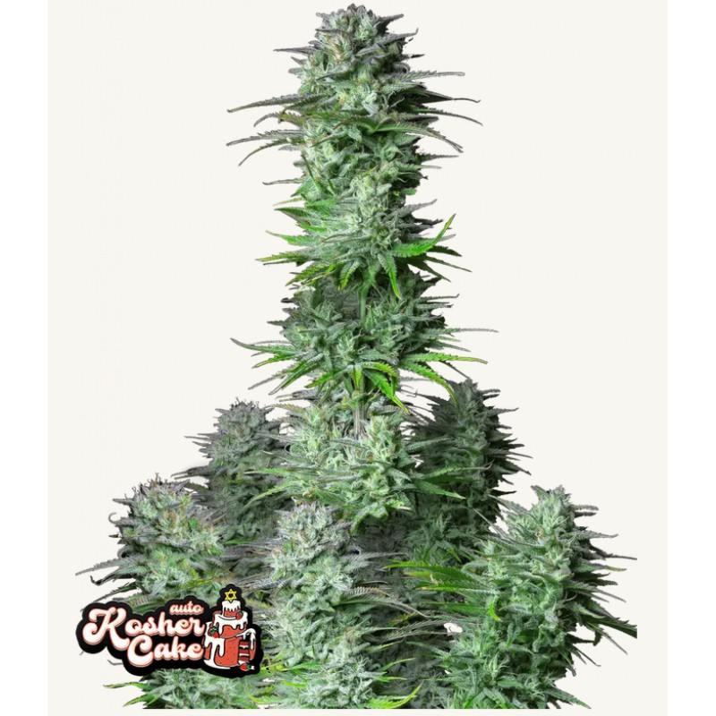 Kosher Cake Auto · FastBuds Seeds · kaufen cannabis samen · AutoFem