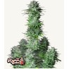 Kosher Cake Auto · FastBuds Seeds · kenevir tohum · Disi · AutoFem