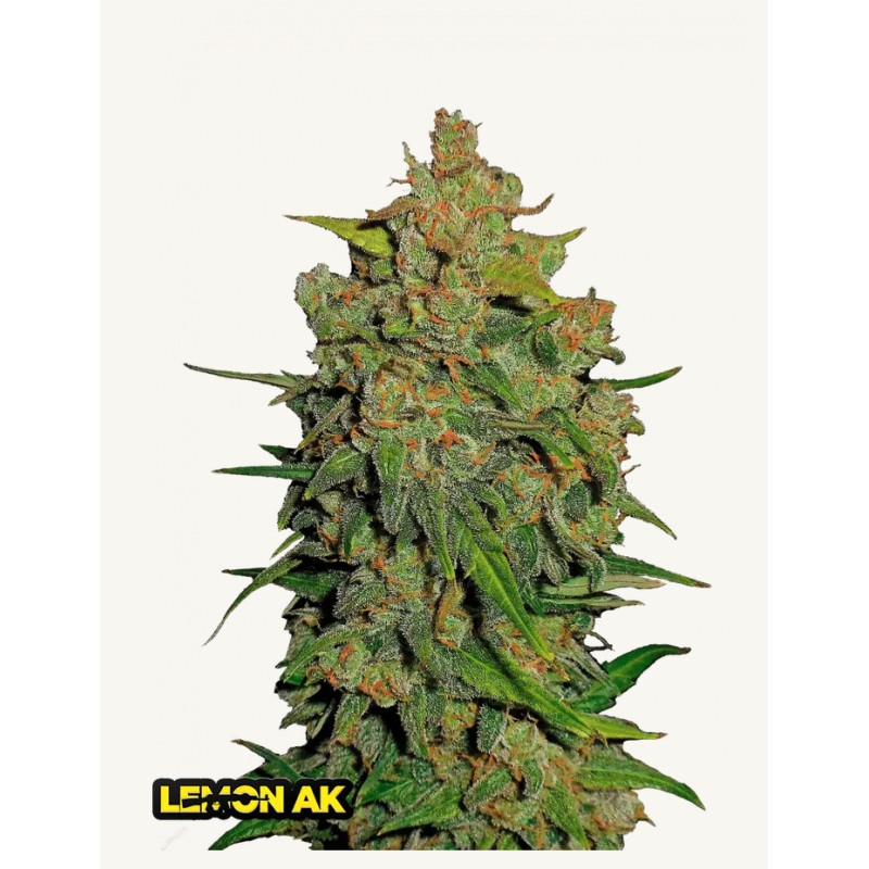 Lemon AK Auto – Fast Buds Autoflowering Samen