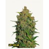 Lemon AK Auto – Fast Buds Autoflowering Samen