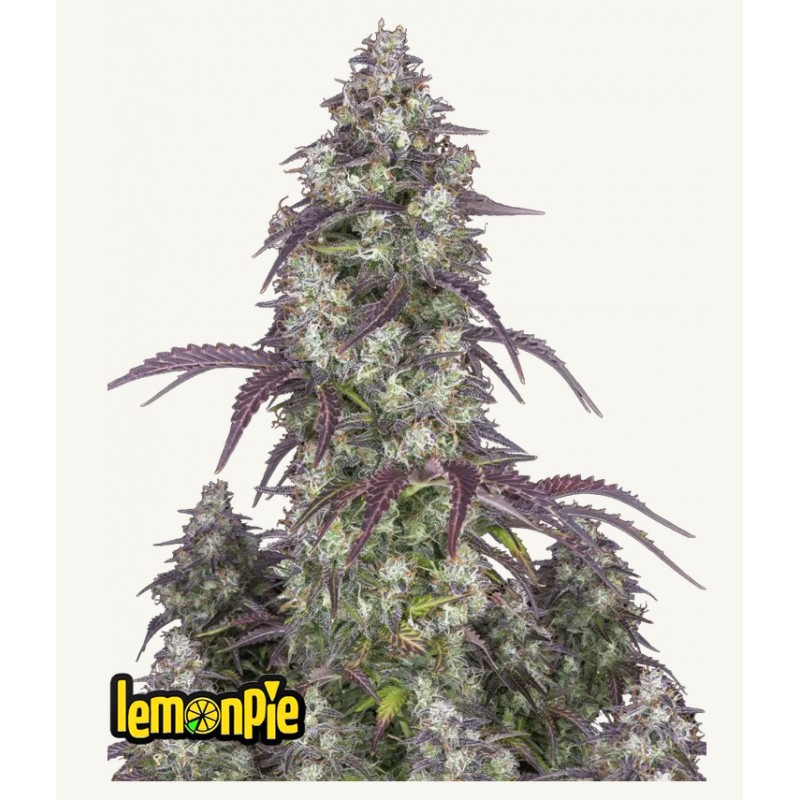 Lemon Pie Auto · FastBuds Seeds · kaufen cannabis samen · AutoFem