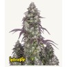 Lemon Pie Auto · FastBuds Seeds · cannabis seeds · AutoFem
