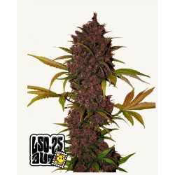 LSD-25 Auto · FastBuds Seeds · cannabis seeds · AutoFem
