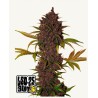LSD-25 Auto – Graines Autofloraison Fastbuds