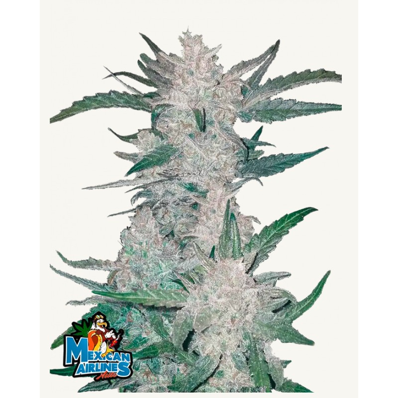 Mexican Airlines Auto · FastBuds Seeds · sementes de maconha · AutoFem