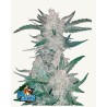 Mexican Airlines Auto · FastBuds Seeds · cannabis seeds · AutoFem