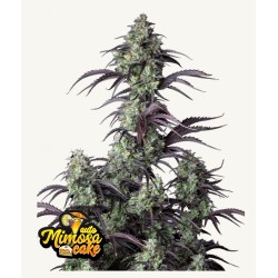 Mimosa Cake Auto · FastBuds Seeds · kaufen cannabis samen · AutoFem